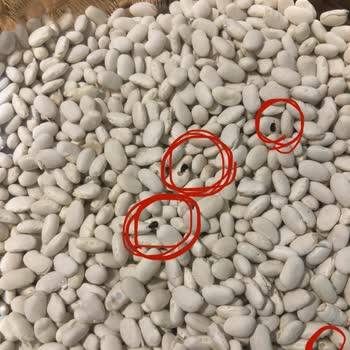 Carrefour Kuru Fasulyede Kurtlu Ürün: Gıda Güvenliği İhlali Ve İade Talebi