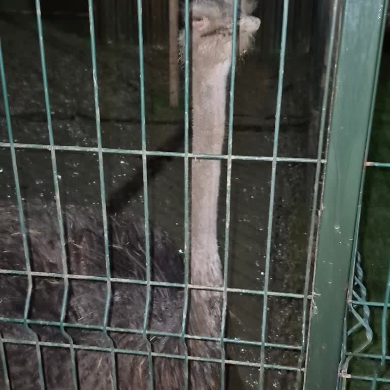Karabük Dudu Tesislerinde Deve Kuşları Çamurlu Barınakta Bırakılıyor