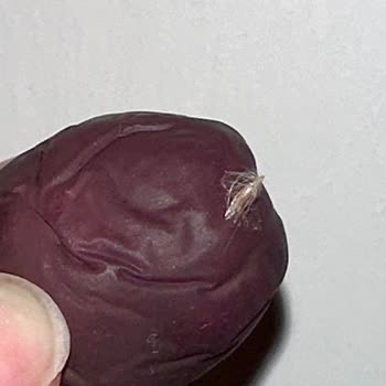 MarmaraBirlik Premium Zeytin Üzerinde Yapışık Madde Hijyen Endişesi