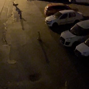 İzmir Büyükşehir Belediyesi’nden Karşıyaka’da Başıboş Köpek Sorununa Çözüm Bekleniyor