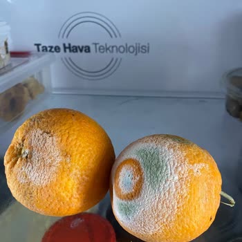 Vestel Buzdolabında Sürekli Küflenme Ve Muhafaza Problemi
