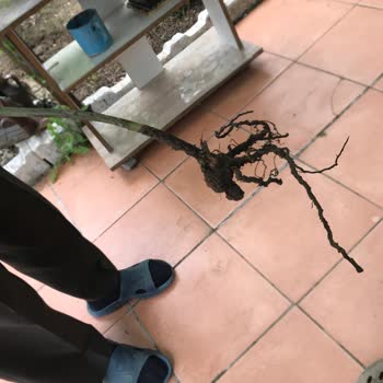 Kurumuş Fidan Gönderildi, Sağlıklı Ürün Talebi