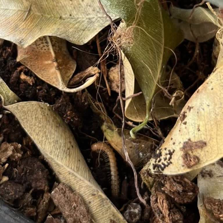 Sigara Kokulu Ve Kırkayaklarla Dolu Saksı Çiçeği Teslimatı