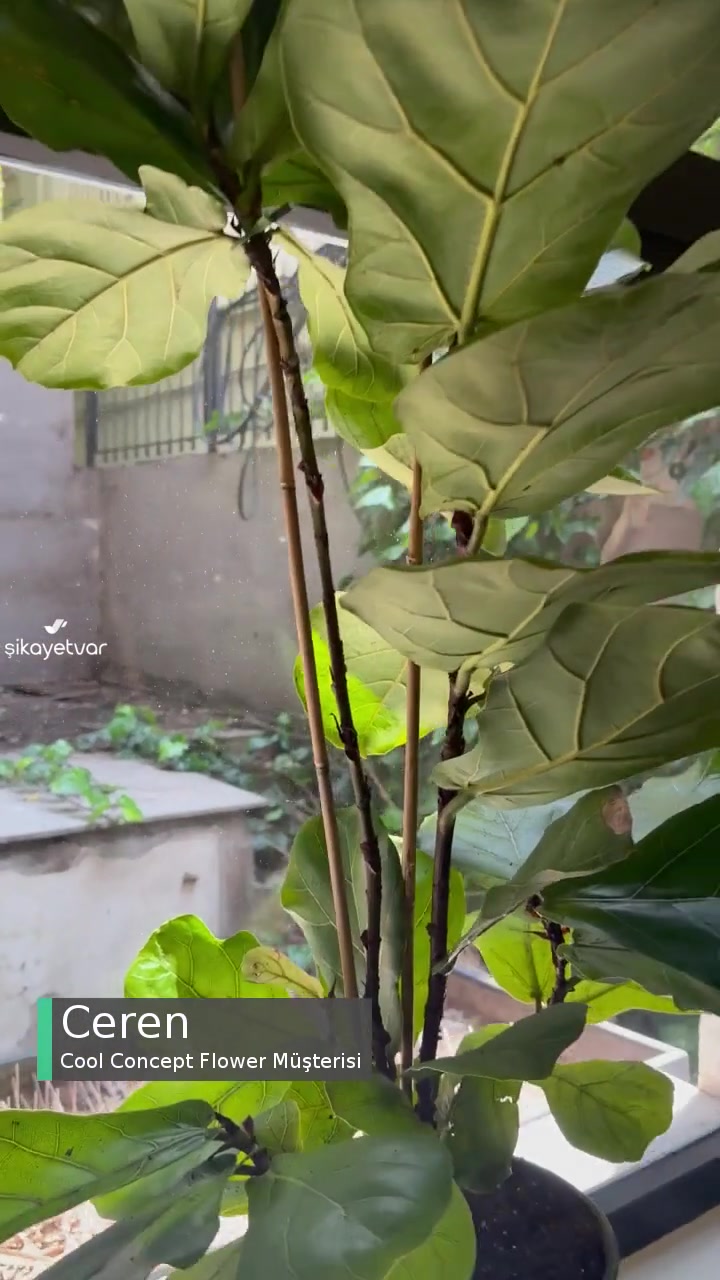 Cool Concept Flower Yapraksız Ve Deforme Ürün videonun kapak resmi