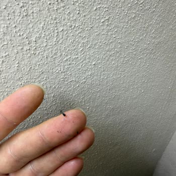 Dagi Boxer’larında Sürekli Tüy Dökülmesi Ve İade Reddi