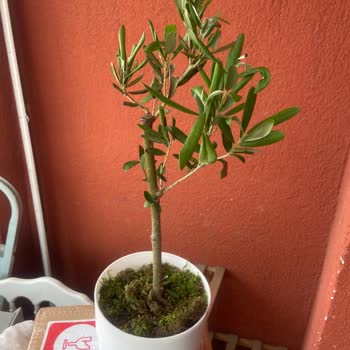 İade Reddine Karşı Anneler Günü Zeytin Ağacı Siparişinde Tekrar Ödeme Ve Sadece İndirim Kodu