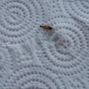 Erikli Damacanadan Böcek Çıktı!