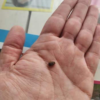 Ülker Probis Ürününde Bulunan Sert Siyah Cisim Diş Kırılmasına Neden Oldu