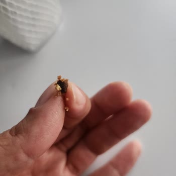 Ülker Probis Ürününde Bulunan Sert Siyah Cisim Diş Kırılmasına Neden Oldu