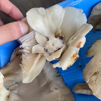 File Market Balkan Şubesinde Küflü Mantar Satışı Ve Sağlık Riski