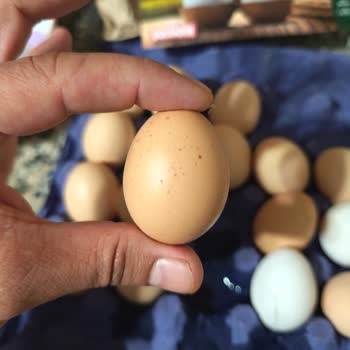 Sultanbeyli Tansaş Şubesinde Orta Boy Yumurta Küçük Ve Kırık Çıktı