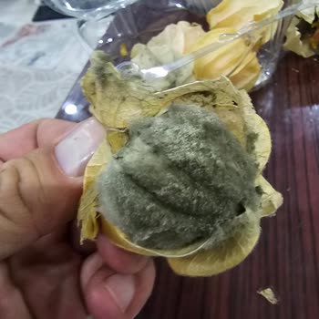 Çürük Altın Çilek Ürünü İçin Değişim Ve İade Talebi