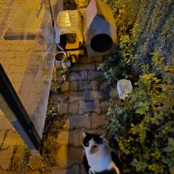 Ümraniye Cumhuriyet Durağında Kediler İçin Kalıcı Barınak Talebi