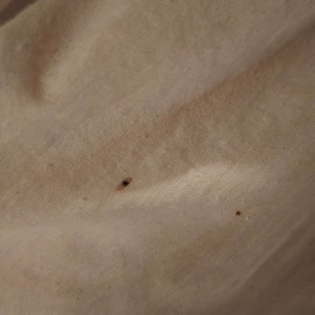 Ölü Böcekler, Antlar Ve Çalışmayan Isıtmalı Havuz