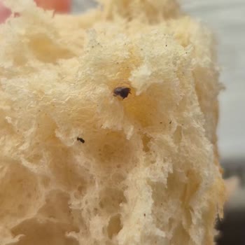 BİM Somun Ekmeğinde Böcek Keşfi: Hijyen İhlali