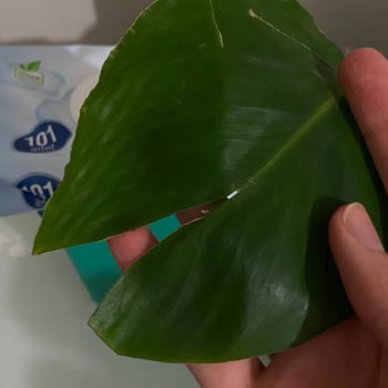 Çiçek Sepeti’nden Solmuş Çiçek Teslimatı Ve Ücretsiz Değişim Talebi