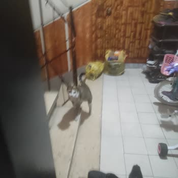 Apartmanımıza Giren Köpek Ve Yavrular Çocuk Sağlığını Tehdit Ediyor