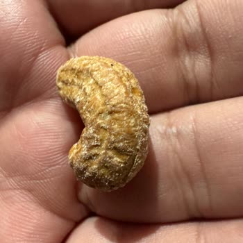 Gold Harvest Kaju Kuruyemişi Yoğun Koku Şikayeti