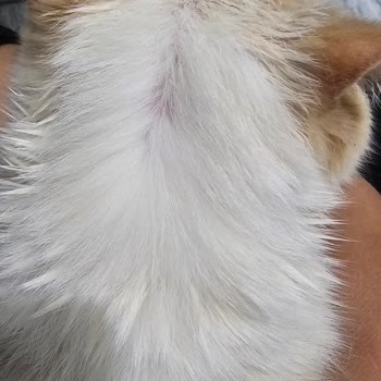 Kedimde Şiddetli Yan Etkiler: Vitexpert Antiparazit Damlası
