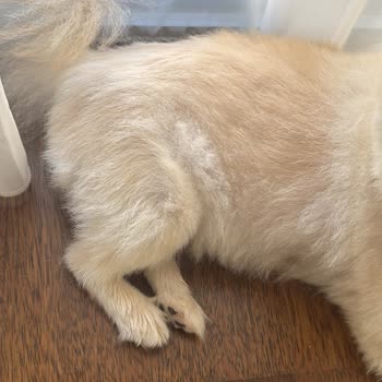 Doggo Aşırı Kısa Tıraş Sonrası Köpeklerimde Sağlık Sorunu Ve Ücret İadesi İstiyorum