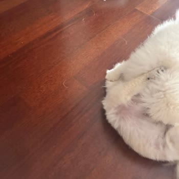 Doggo Aşırı Kısa Tıraş Sonrası Köpeklerimde Sağlık Sorunu Ve Ücret İadesi İstiyorum