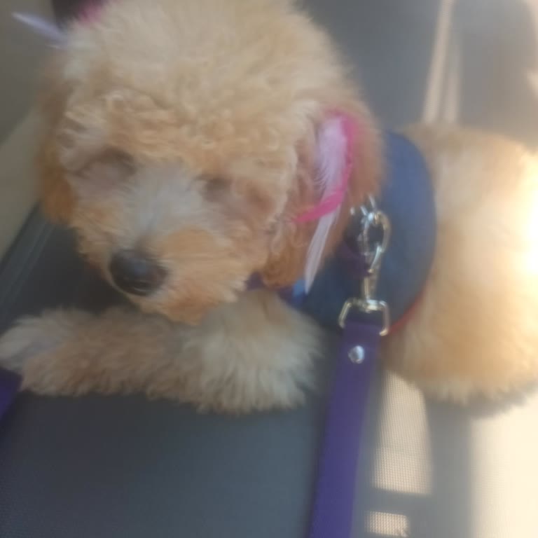 Başakşehir Popeyes Şubesinde Köpekle Giriş Reddedildi