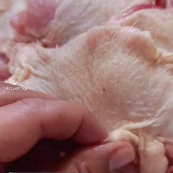 Beyza Piliç Tüylü Tavuk Yemek İstemiyorum