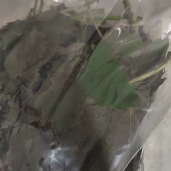 Ege'nin Bereketi Markasından Vakumsuz Ve Haşereli Asma Yaprağı, İletişimsiz Müşteri Hizmetleri