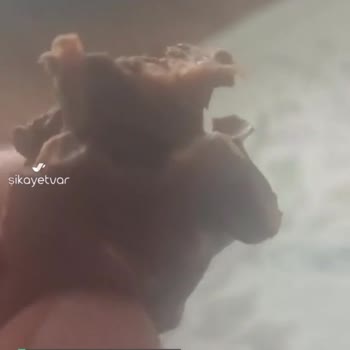 Ei Canga İçinde Kıl Var!