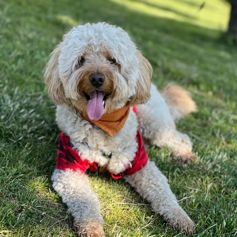 Köpeğimle Alışverişe Aniden Yasak Getirildi, Net Açıklama Talep Ediyorum