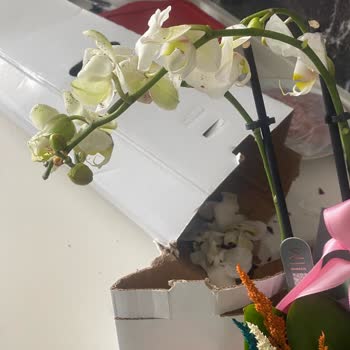 Teslimat Gecikmesi Ve Bozulmuş Orkide İçin Ücret İadesi Talebi