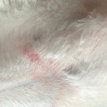 Pet Kuaföründe Yanlış Tırnak Kesimi Ve Ödül Maması Paketi Yutulmasıyla Köpeğim Sağlık Riski Yaşadı