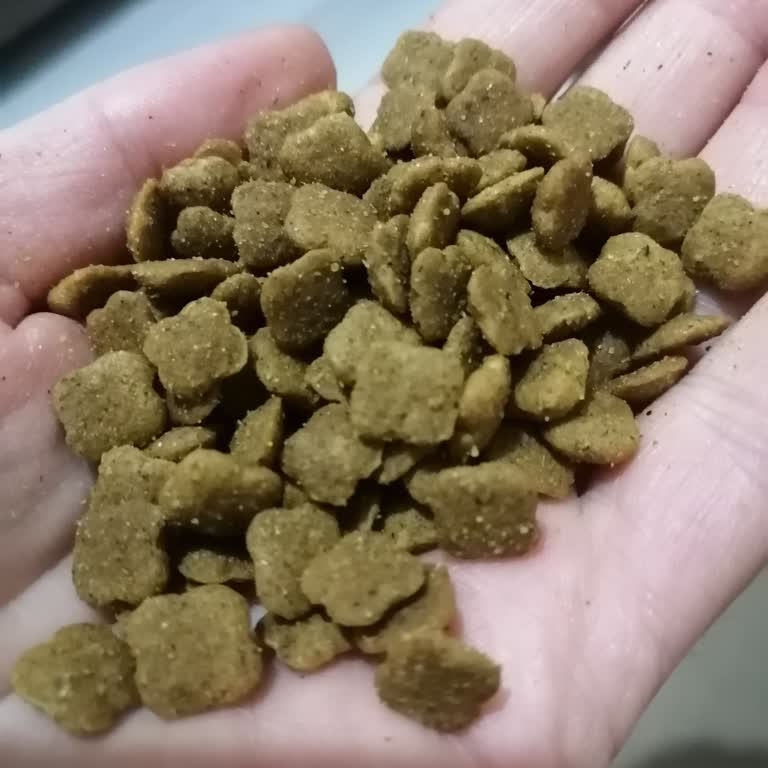 Saman Gibi Bayat Kedi Maması Ve Cevapsız Şikayet