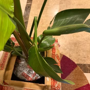 Özensiz Paketleme Nedeniyle Kırık Ve Ezik Yapraklarla Gelen Bitki
