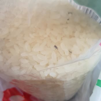 Böcek Dolu Pirinç: Sağlık Ve Hijyen Endişesi