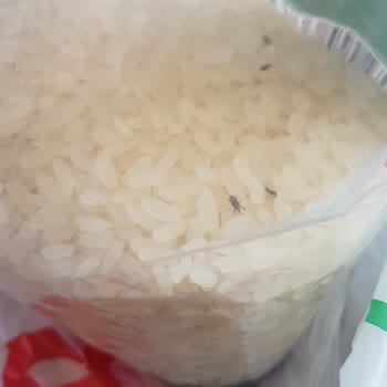 Böcek Dolu Pirinç: Sağlık Ve Hijyen Endişesi