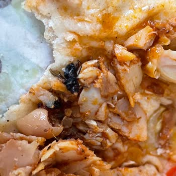 Sefa Pide Döner Salonu Sultangazi Yerken İçinden İki Tane Kocaman Ölü Sinek Çıktığını Gördüm