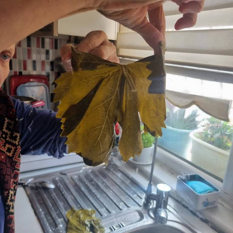 Tevek Sarma Evi Yaprakları Kocaman Ve Yanıltıcı, Müşteri Hizmetleri Cevapsız