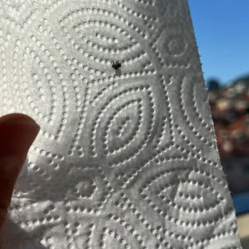 Solo Marka Kağıt Havludan Ölü Böcek Çıktı: Hijyen İhlali