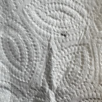 Solo Marka Kağıt Havludan Ölü Böcek Çıktı: Hijyen İhlali