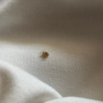Trendyolmilla Tişörtündeki Kızıl Örümcek Ve Hijyen Endişesi