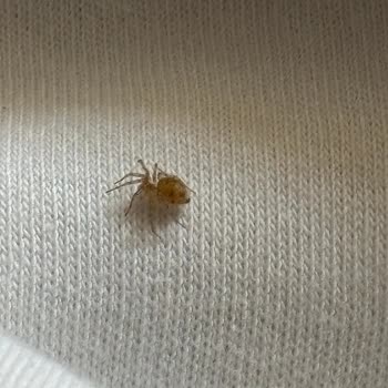 Trendyolmilla Tişörtündeki Kızıl Örümcek Ve Hijyen Endişesi