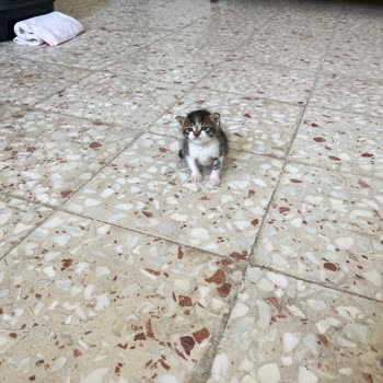 Doğukan Yalım Veteriner Kliniği Yanlış Tedavi