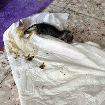 Doğukan Yalım Veteriner Kliniği Yanlış Tedavi