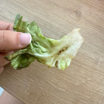Tavuk Dünyası Şubesinde Marul Üzerinde Topraklı Hijyen İhlali