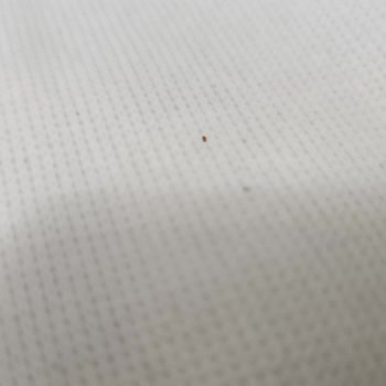 Bambi Yataklarda Larvalar Ve Hijyen Sorunu, Tam İade Talebi