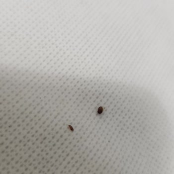 Bambi Yataklarda Larvalar Ve Hijyen Sorunu, Tam İade Talebi