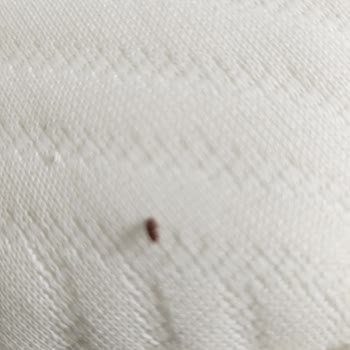 Bambi Yataklarda Larvalar Ve Hijyen Sorunu, Tam İade Talebi
