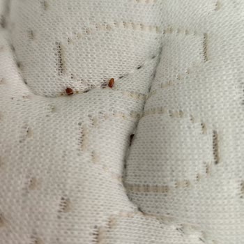 Bambi Yataklarda Larvalar Ve Hijyen Sorunu, Tam İade Talebi