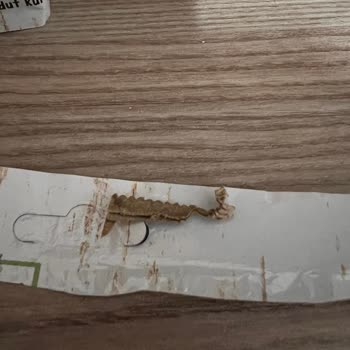 Glutensiz Yüksek Lif Ürününde Karton Parça Ve Bozulmuş Dutlar
